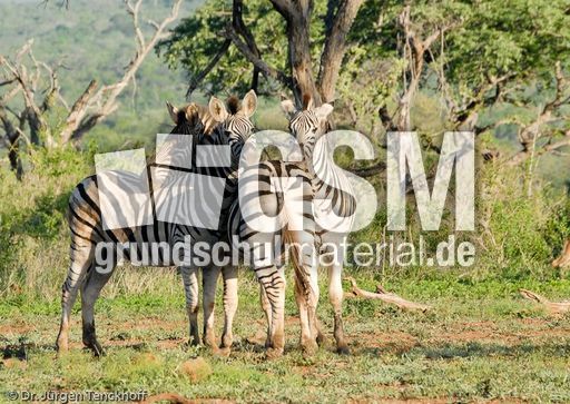 Zebra (14 von 28).jpg